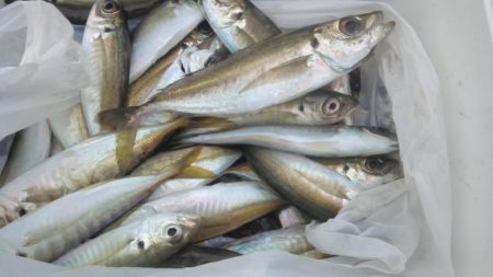 今日もアジは好調　（下関フィッシングパーク）